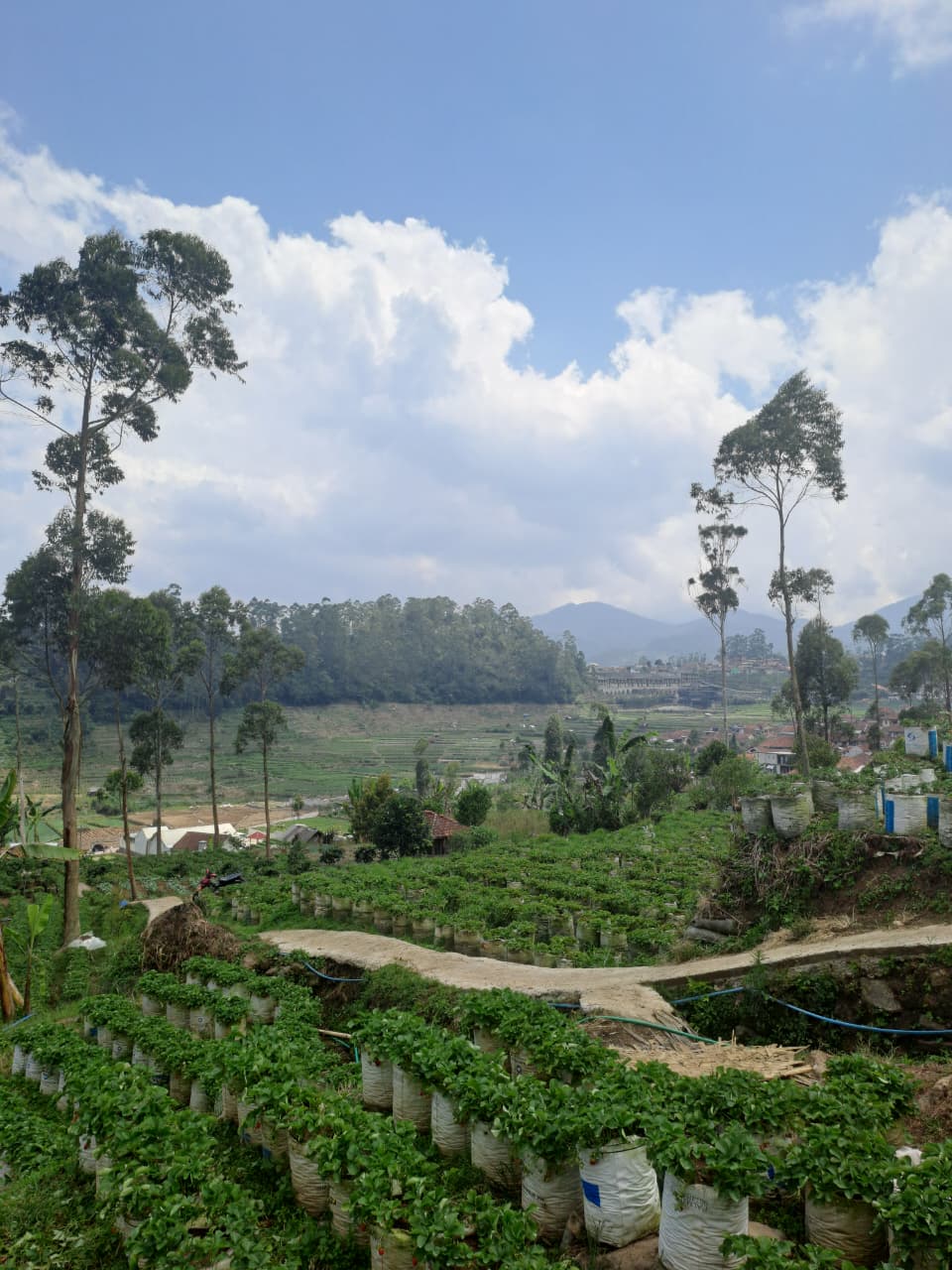 Foto Kebun Strawberry